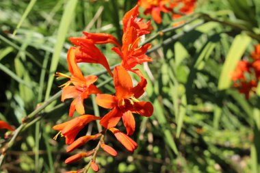 İsviçre 'nin St. Gallen kentinde bulunan kırmızı 