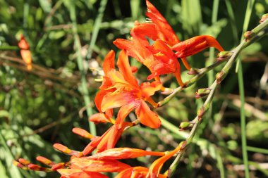 İsviçre 'nin St. Gallen kentinde bulunan kırmızı 