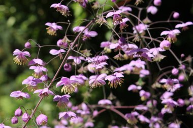 İsviçre 'nin St. Gallen kentinde bulunan Lilac-mauve 
