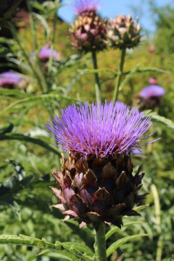 İsviçre 'nin St. Gallen kentinde bulunan mavi 