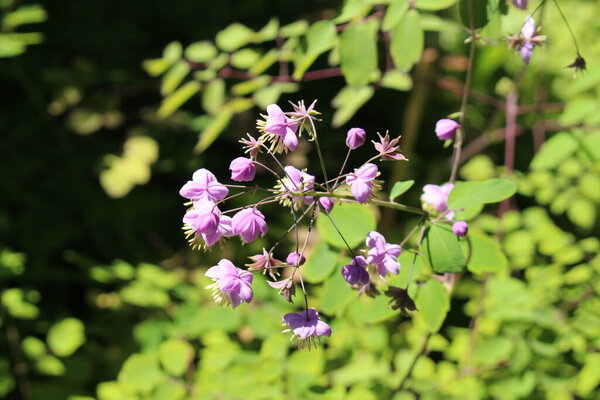 Lilac-mauve "Chinese Meadow Rue" flowers (or Yunnan Meadow Rue) in St. Gallen, Switzerland. Its Latin name is Thalictrum Dipterocarpum (Syn Thalictrum Delavayi), native to western China.