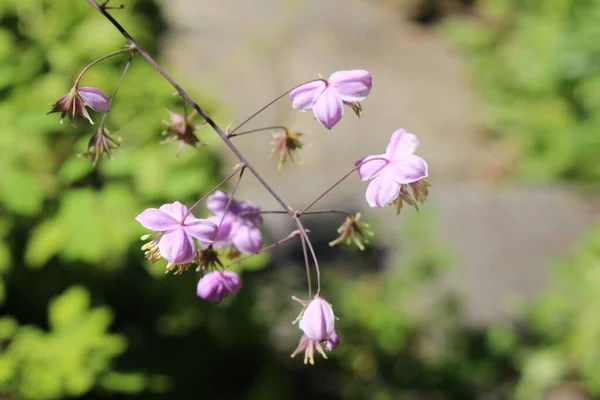 Сиренево Лиловые Цветы Chinese Meadow Rue Yunnan Meadow Rue Санкт — стоковое фото