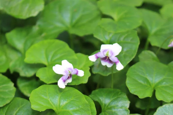 Australiska Native Violet Blomma Eller Ivy Leaved Violet Räcke Violet — Stockfoto