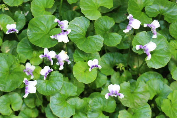 Αυστραλιανό Λουλούδι Native Violet Ivy Leaved Violet Trailing Violet Στο — Φωτογραφία Αρχείου