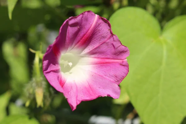 Rózsaszín Közös Reggeli Dicsőség Virág Vagy Magas Reggeli Dicsőség Gallenben — Stock Fotó