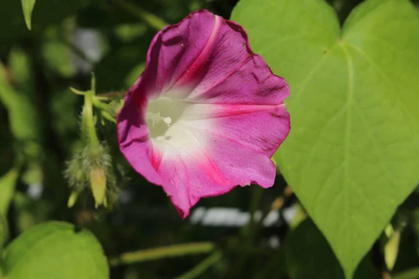 Rózsaszín Közös Reggeli Dicsőség Virág Vagy Magas Reggeli Dicsőség Gallenben — Stock Fotó