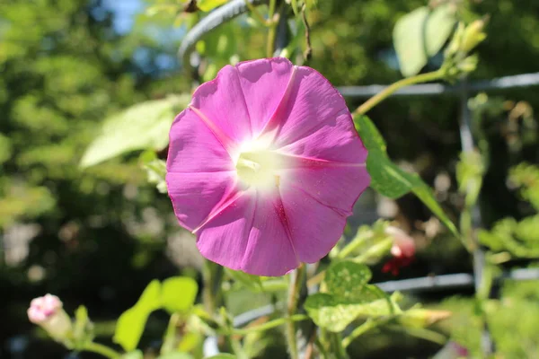 Розовый Цветок Common Morning Glory Tall Morning Glory Швейцарском Санкт — стоковое фото