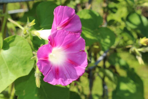 Pinkfarbene Common Morning Glory Blume Oder Tall Morning Glory Gallen — Stockfoto
