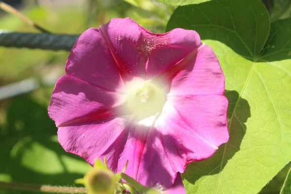 Pink Common Morning Glory Flower Tall Morning Glory Gallen Suíça — Fotografia de Stock