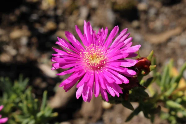 Ice Plant Virág Gallen Svájc Latin Neve Lampranthus Conspicuus Dél — Stock Fotó