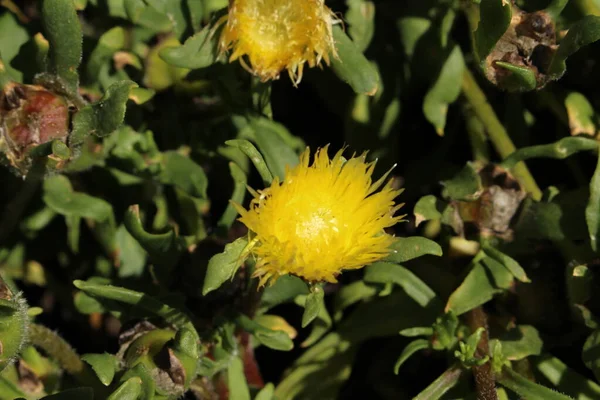 Flor Fatfig Amarilla Planta Del Reloj Vetkousie Gallen Suiza Nombre —  Fotos de Stock