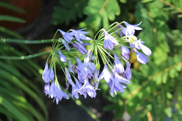 Fleur Bleue Lys Afrique Lys Nil Saint Gall Suisse Son — Photo