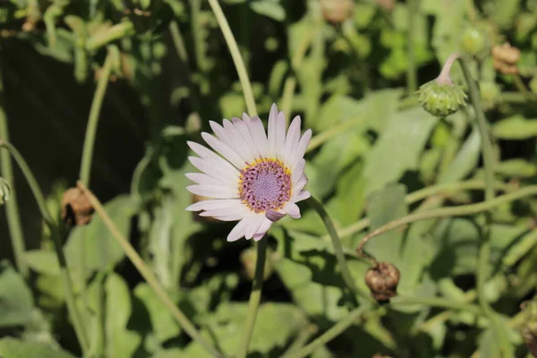 Blue Eyed African Daisy Flor Silver Arctotis Kusgousblom Gallen Suíça — Fotografia de Stock