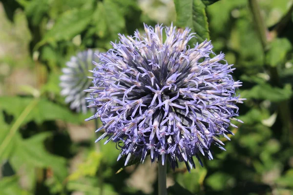 Pequena Flor Cardo Ouriço Azul Globethistle Sul Gallen Suíça Seu — Fotografia de Stock