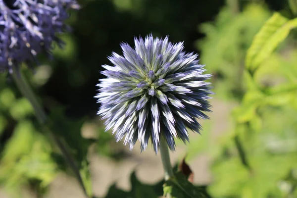 Pequena Flor Cardo Ouriço Azul Globethistle Sul Gallen Suíça Seu — Fotografia de Stock