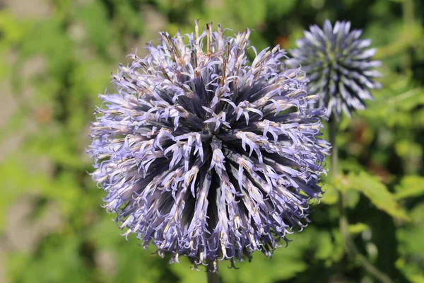 Pequena Flor Cardo Ouriço Azul Globethistle Sul Gallen Suíça Seu — Fotografia de Stock