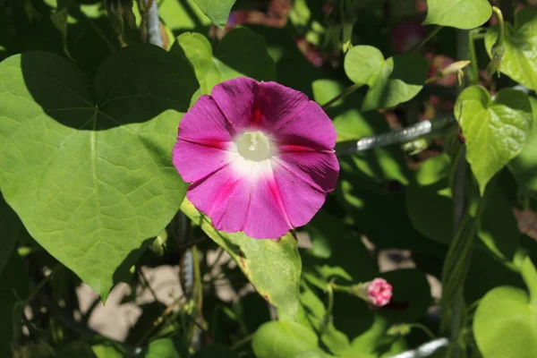 Pink Common Morning Glory Flower Tall Morning Glory Gallen Suíça — Fotografia de Stock