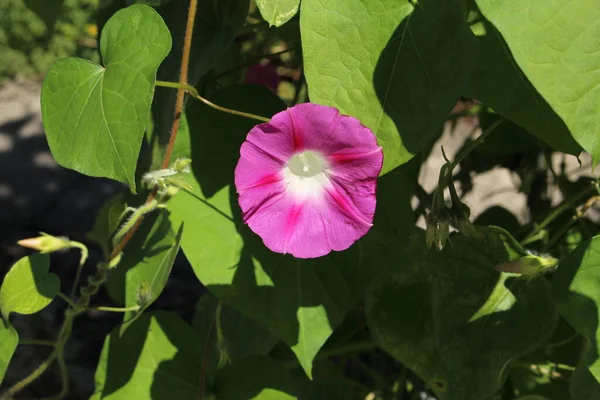 Rosa Flor Common Morning Glory Tall Morning Glory Gallen Suiza — Foto de Stock