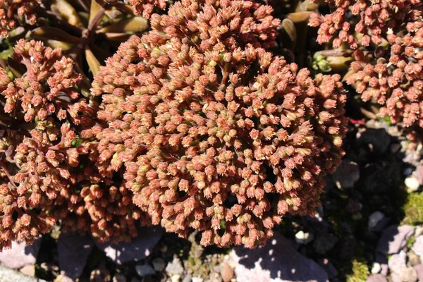 Závod Sedum Gallen Švýcarsko Jeho Latinské Jméno Sinocrassula Yunnanensis Berger — Stock fotografie