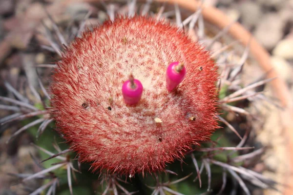 Melon Cactus Vagy Turk Cap Gray Melon Cactus Vörös Hajjal — Stock Fotó