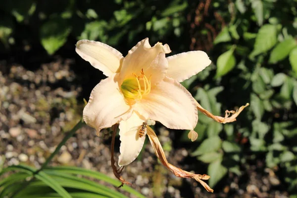 Hybrid Daylily Luxury Lace Flower Gallen Switzerland Its Latin Name — Stock Photo, Image