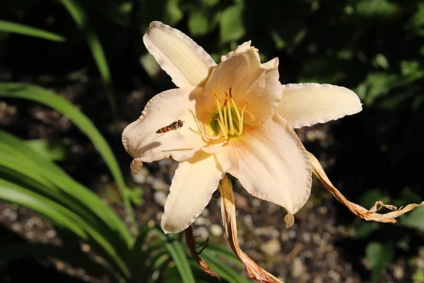 Hybrid Daylily Luxury Lace Flower Gallen Switzerland Its Latin Name — Stock Photo, Image