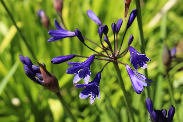 Flor Híbrida African Lily Midnight Star Gallen Suíça Seu Nome — Fotografia de Stock