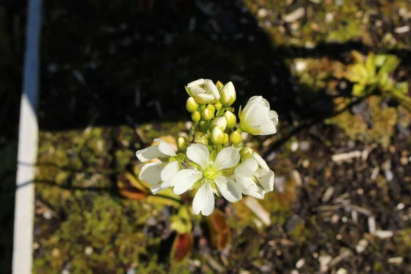 Flor Branca Venus Flytrap Gallen Suíça Seu Nome Latino Dionaea — Fotografia de Stock