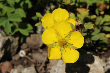 İsviçre, St. Gallen 'de sarı 