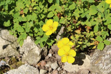 İsviçre, St. Gallen 'de sarı 