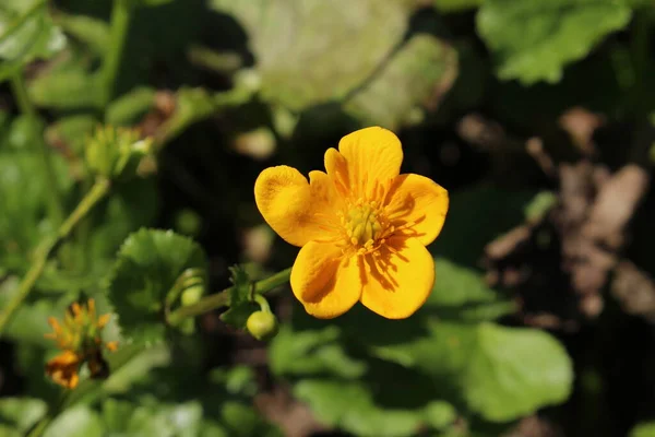 Fleur Jaune Marsh Marigold Kingcup Cowslip Gallen Suisse Son Nom — Photo