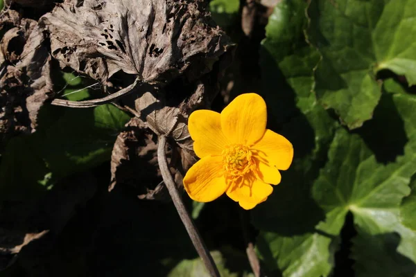 Gelbe Sumpf Ringelblume Oder Königsbecher Kuhglocke Gallen Schweiz Sein Lateinischer — Stockfoto