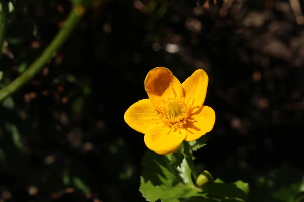 Flor Amarela Marsh Marigold Kingcup Cowslip Gallen Suíça Seu Nome — Fotografia de Stock