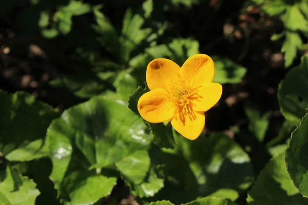 Fleur Jaune Marsh Marigold Kingcup Cowslip Gallen Suisse Son Nom — Photo