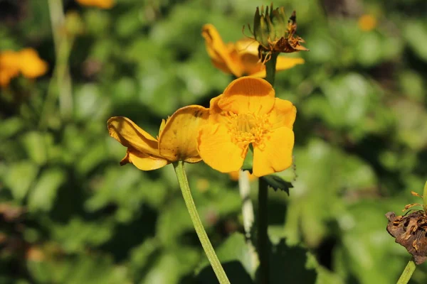 Gelbe Sumpf Ringelblume Oder Königsbecher Kuhglocke Gallen Schweiz Sein Lateinischer — Stockfoto
