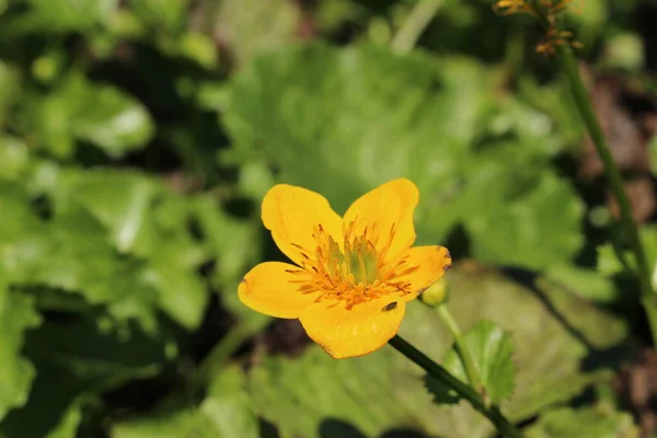 Yellow Marsh Marigold Flower Kingcup Cowslip Gallen Switzerland Its Latin — Stock Photo, Image