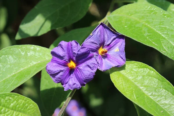 Blue Potato Bush Blume Oder Paraguay Nightshade Gallen Schweiz Sein — Stockfoto