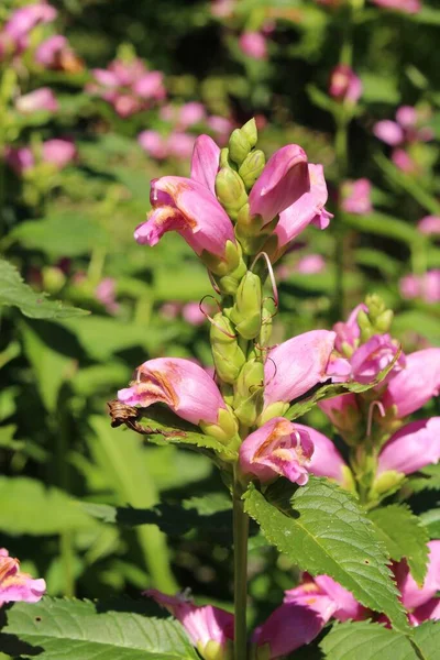 Pink Turtlehead Flower Twisted Shell Flower Gallen Switzerland Its Latin — Stock Photo, Image