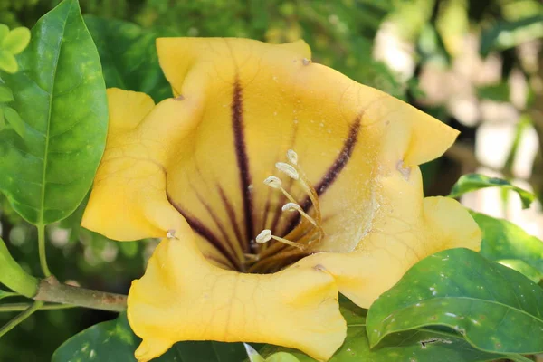 Κίτρινο Λουλούδι Cup Gold Vine Golden Chalice Vine Hawaiian Lily — Φωτογραφία Αρχείου