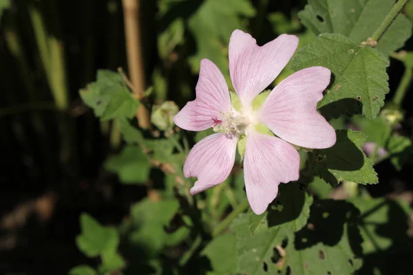 Flor Rosa Garden Tree Mallow Tree Lavatera Gallen Suíça Seu — Fotografia de Stock