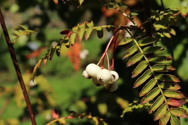 White Koehne Mountain Ash Plant Fruits White Fruited Chinese Rowan — Stock Photo, Image