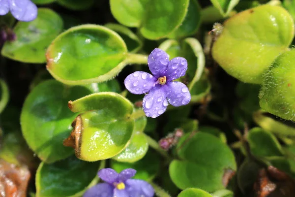 瑞士圣加仑的非洲紫罗兰花 有雨滴 其科学名称是Saintpaulia Ionantha 原产于坦桑尼亚和肯尼亚 — 图库照片