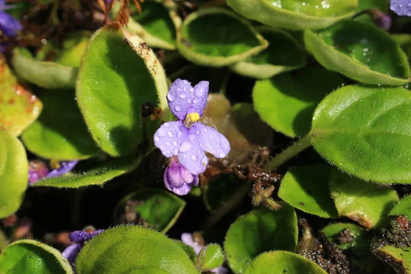 Flor Violeta Africana Con Gotas Lluvia Gallen Suiza Nombre Científico —  Fotos de Stock