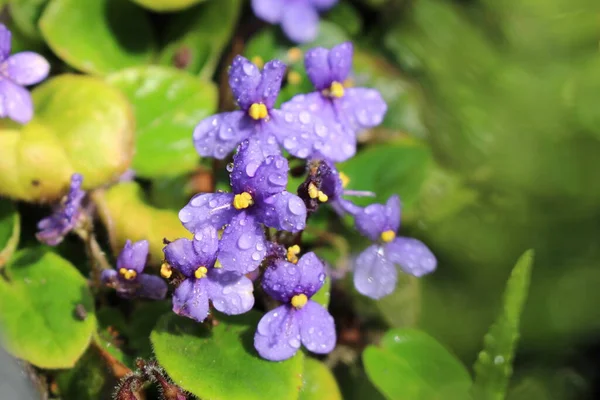 Bunga Violet Afrika Dengan Tetesan Hujan Gallen Swiss Nama Ilmiahnya — Stok Foto