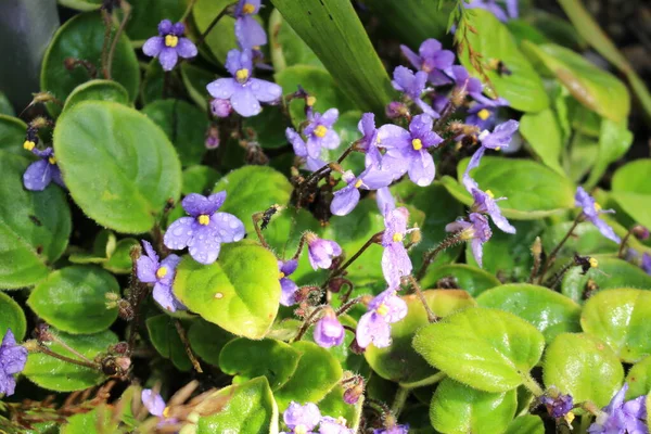 Bunga Violet Afrika Dengan Tetesan Hujan Gallen Swiss Nama Ilmiahnya — Stok Foto