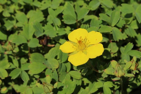 Gele Woolly Fruit Cinquefoil Bloem Gallen Zwitserland Latijnse Naam Potentilla — Stockfoto