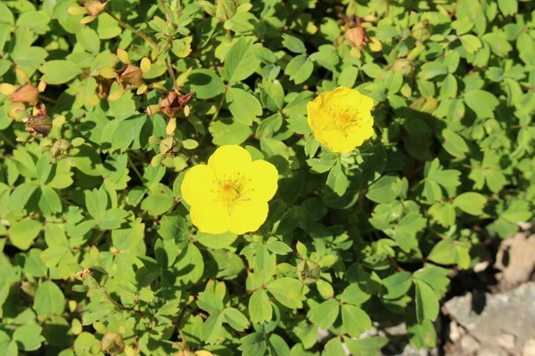 Yellow Woolly Fruit Cinquefoil Flower Gallen Switzerland Its Latin Name — 스톡 사진