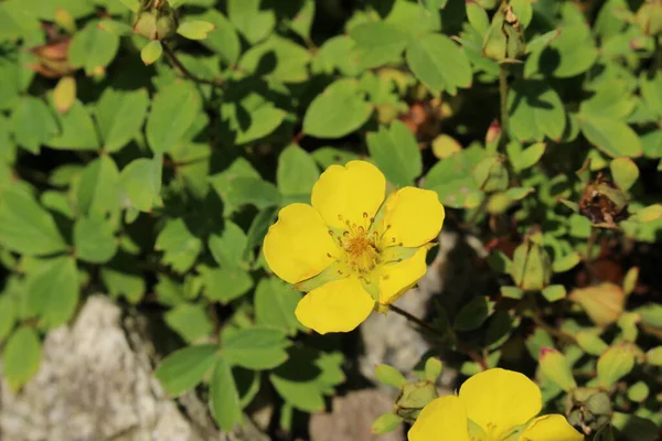 Yellow Woolly Fruit Cinquefoil Flower Gallen Switzerland Its Latin Name — 스톡 사진