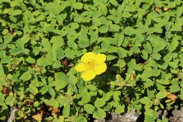 Yellow Woolly Fruit Cinquefoil Flower Gallen Switzerland Its Latin Name — 스톡 사진