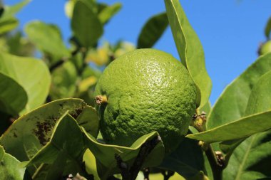 İsviçre, St. Gallen 'de ağaçta yeşil 